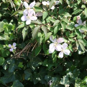 Clematis montana