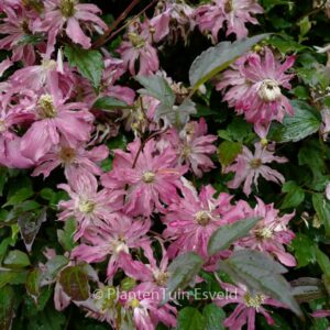 Clematis montana 'Freda'