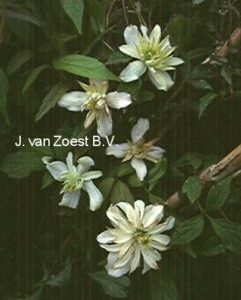 Clematis montana 'Jenny Keay'