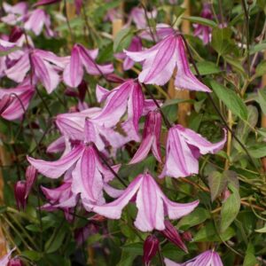 Clematis montana 'Pink Perfection'