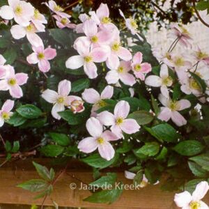 Clematis montana 'Rubens'