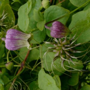 Clematis pitcheri