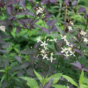 Clematis recta 'Purpurea'