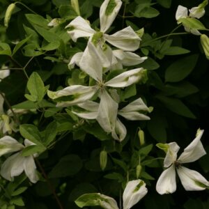 Clematis viticella 'Alba Luxurians'