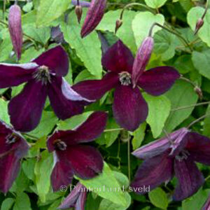 Clematis viticella 'Black Prince'