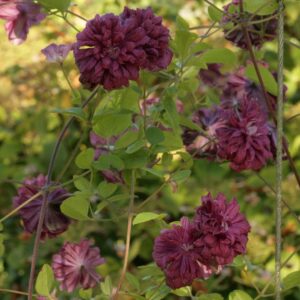 Clematis viticella 'Purpurea Plena Elegans'
