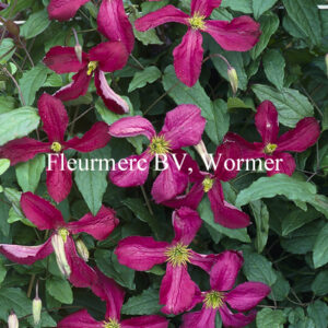 Clematis viticella 'Soedertalje'