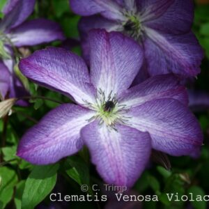 Clematis viticella 'Venosa Violacea'