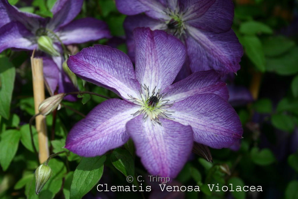 Clematis viticella 'Venosa Violacea'