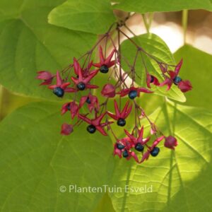 Clerodendrum trichotomum