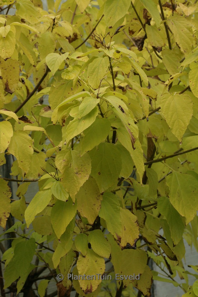 Clerodendrum trichotomum 'Shiro'