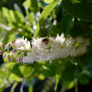 Clethra 'Hokie Pink'