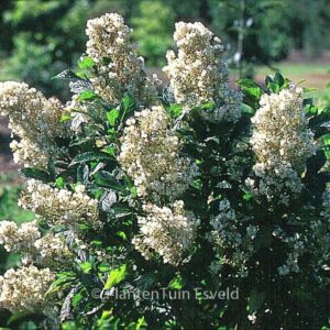 Clethra alnifolia 'Anne Bidwell'