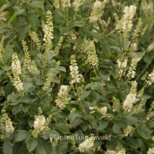 Clethra alnifolia 'September Beauty'