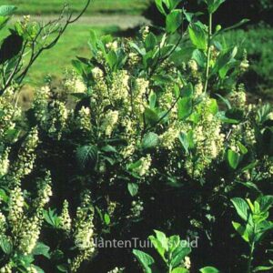 Clethra tomentosa