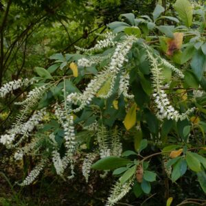 Clethra tomentosa 'Cottondale'