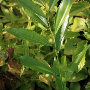 Cocculus laurifolius