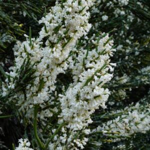Colletia hystrix