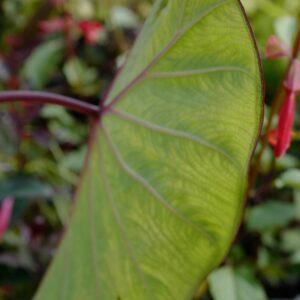 Colocasia esculenta 'Pink China'