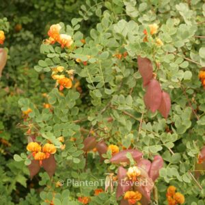 Colutea media 'Copper Beauty'