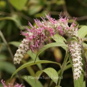 Comanthosphace dependens