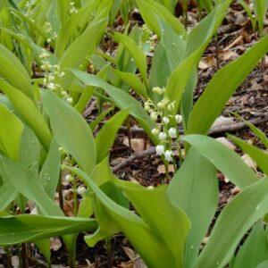 Convallaria majalis