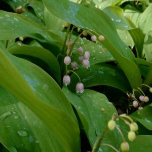 Convallaria majalis 'Rosea'