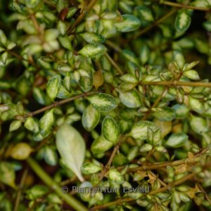 Coprosma 'Beatson's Gold'