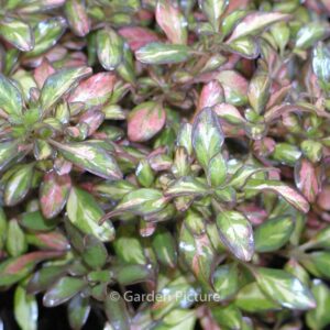 Coprosma 'Evening Glow'