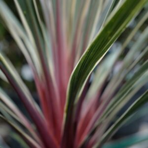 Cordyline australis 'TUS020' (MAGIC STAR)