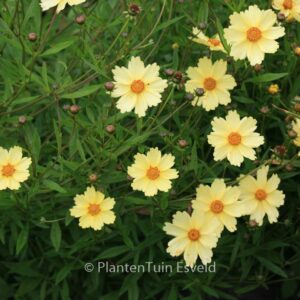 Coreopsis 'Full Moon'