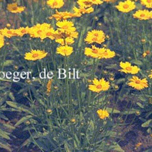 Coreopsis grandiflora 'Sonnenkind'