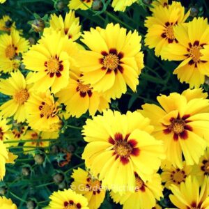 Coreopsis lanceolata 'Sterntaler'