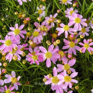 Coreopsis rosea 'American Dream'