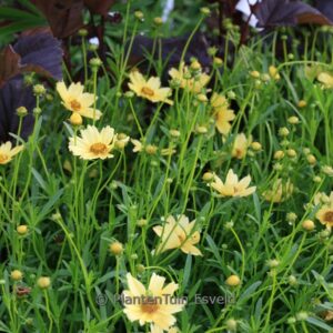 Coreopsis rosea 'Creme Brulee'