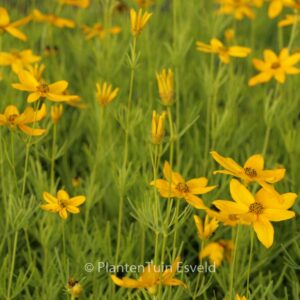 Coreopsis verticillata