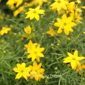Coreopsis verticillata 'Grandiflora'