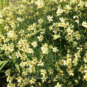 Coreopsis verticillata 'Moonbeam'