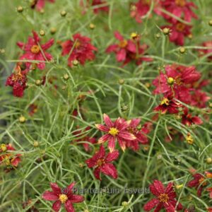 Coreopsis verticillata 'Route 66'
