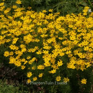 Coreopsis verticillata 'Zagreb'