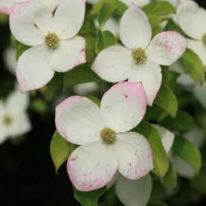 Cornus 'Norman Hadden'
