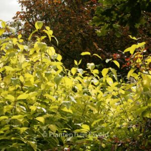 Cornus alba 'Aurea'