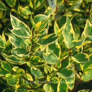 Cornus alba 'Cream Cracker'