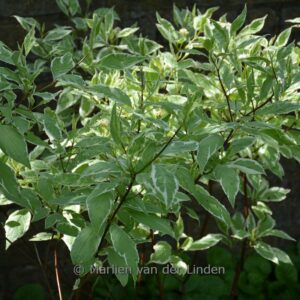 Cornus alba 'Elegantissima'