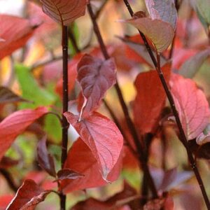 Cornus alba 'Kesselringii'