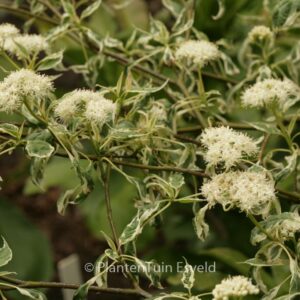 Cornus alternifolia 'Argentea'