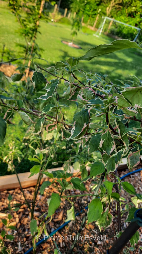 Cornus alternifolia 'Minspot' (PINKY SPOT)