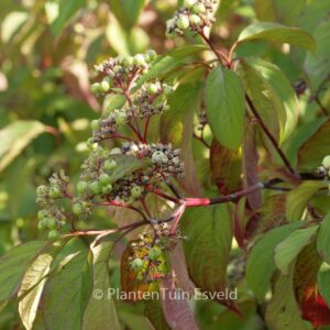 Cornus amomum 'Blue Cloud'