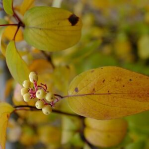 Cornus asperifolia 'Henval1801' (SUNSHINY DROPS)