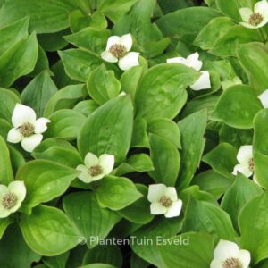 Cornus canadensis
